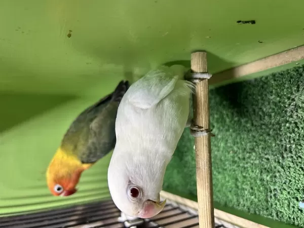 Sağlıklı Cennet Papağanı Takım Albino Ve Yeşil