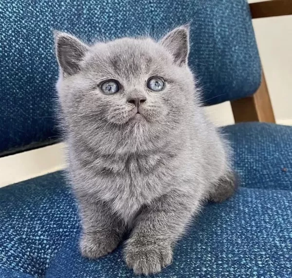 British Shorthair Yavrularim