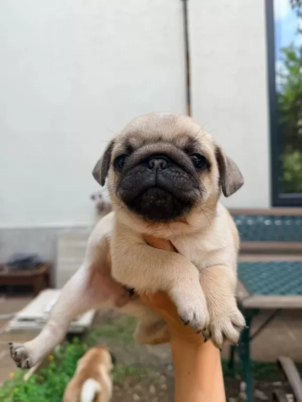 Adana Safkan Pug Sahibini Ariyor Son 3 Yavru