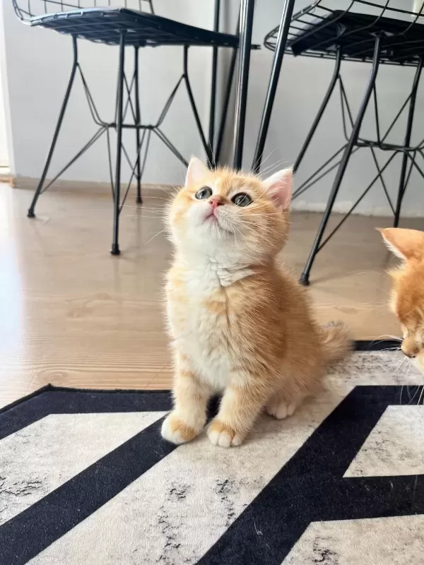 Safkan British Shorthair Golden Ny12 Erkek Yavru