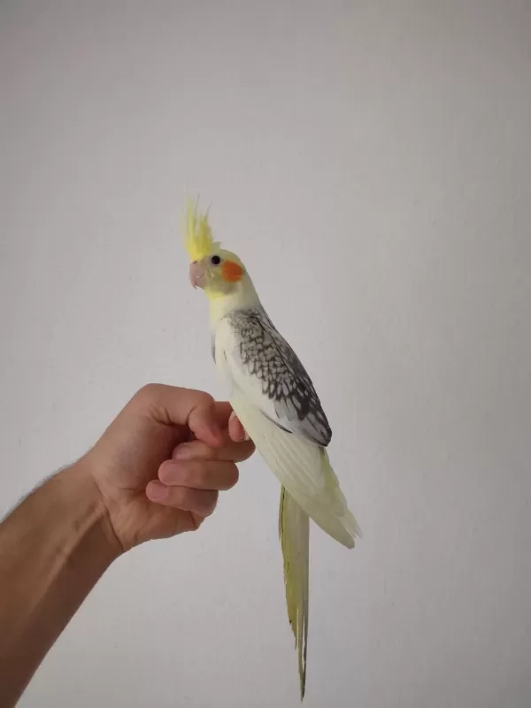 Erkek Yavru Sultan Papağanlar
