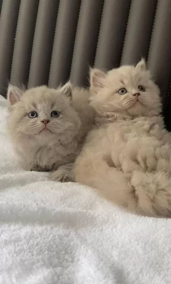 British Shorthair Kızlarım (cinnamon Fawn Ve Lilac)