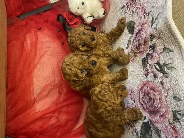 Toy Poodle Yavrularımız