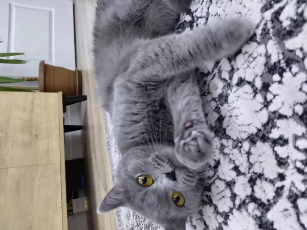 Acil Sahiplendirilecek British Shorthair Dişi