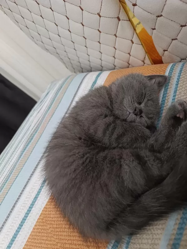 British Shorthair 3 Aylık