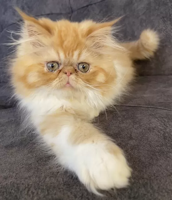 Doll Face Ev Ortamında Büyümüş Safkan İran Yavrusu