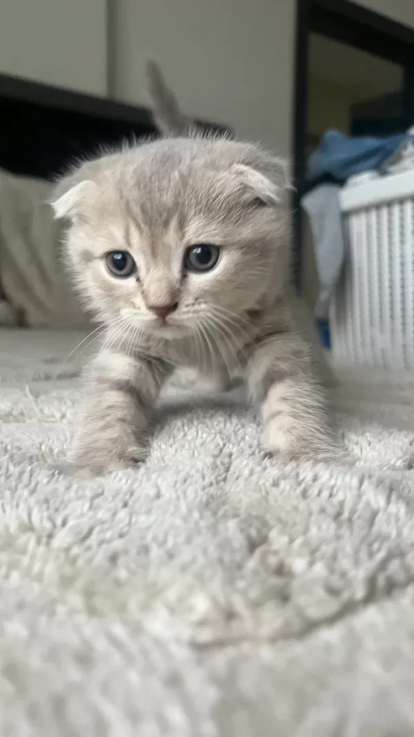 Sağlıklı Yavru Scottish Fold