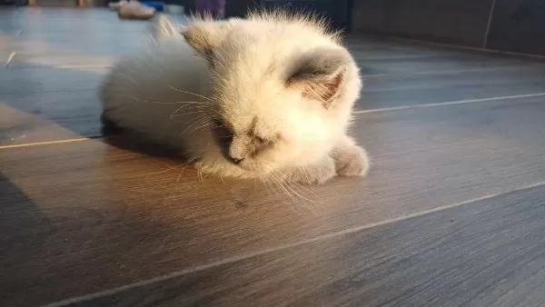 7 Nisan Doğumlu 2 Erkek British Shorthair
