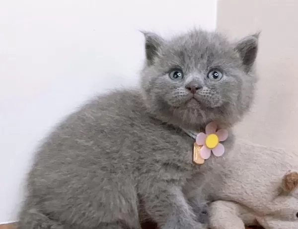 Harika British Shorthair