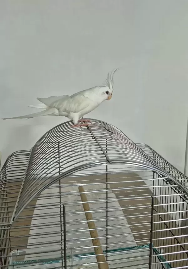 Full Evcil Sadık Çift Dost Sultan Papağanı