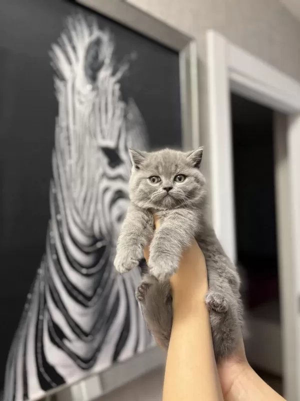 Ayi Surat British Shorthair Yavrularim