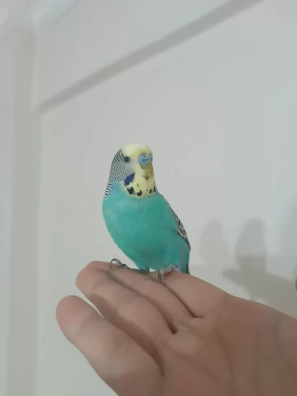 Çift Eğitimli Konuşan Muhabbet Kuşlari