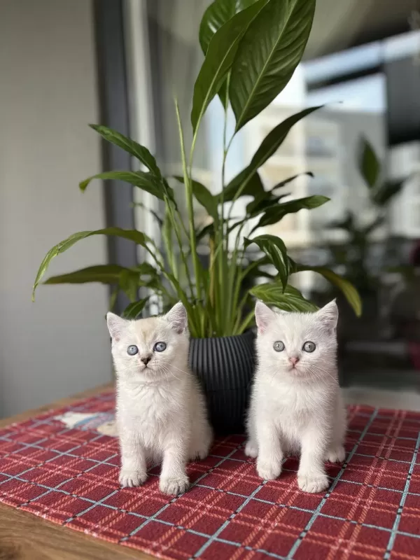 British Shorthair İrk Garantili Yavrularim