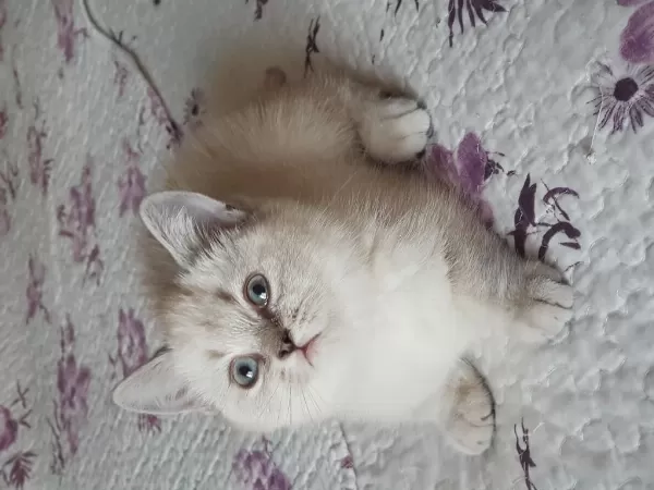 British Shorthair Silver