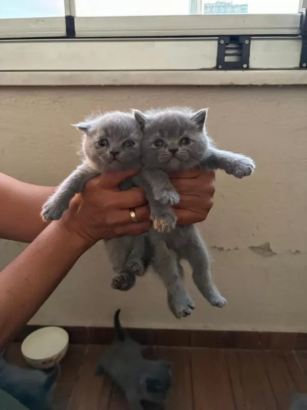 British Shorthair Kedilerim