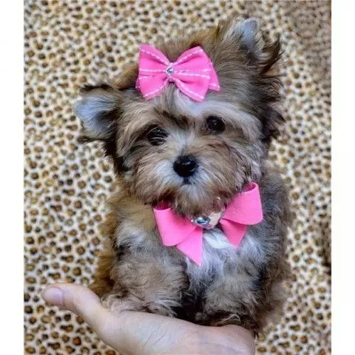 Morkie Yavrularımızı Canlı Görerek Alabilirsiniz