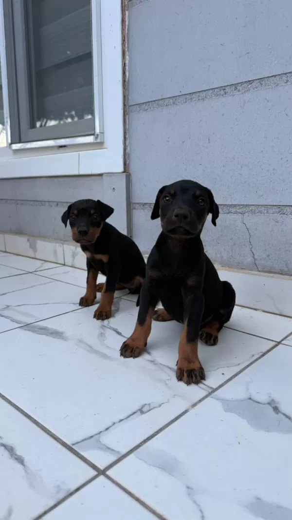 Sağlık Ve İrk Garantili Doberman Yavrumuz