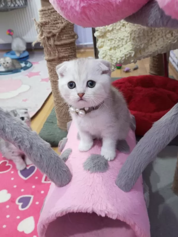 Safkan Dik Ve Düşük Kulak Yavru Kediler Catteryden