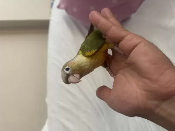3 Aylık Konur Papağanı El Besleme Dişi