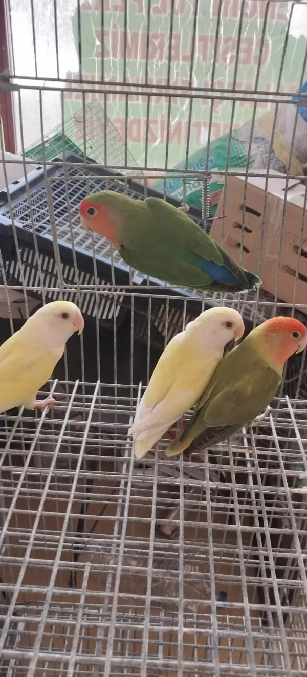 3 Aylık Yavru Sevda Papağanı