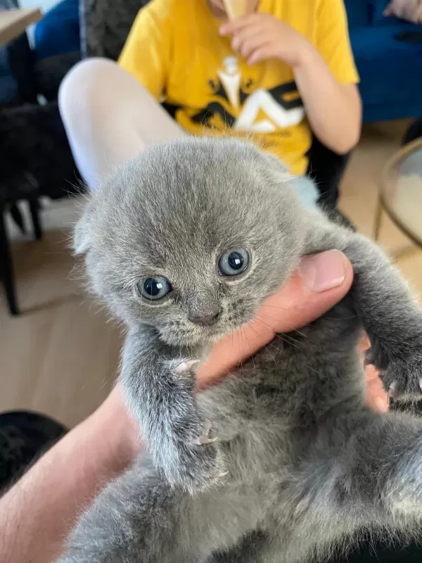 Scottish Fold Ve Straight