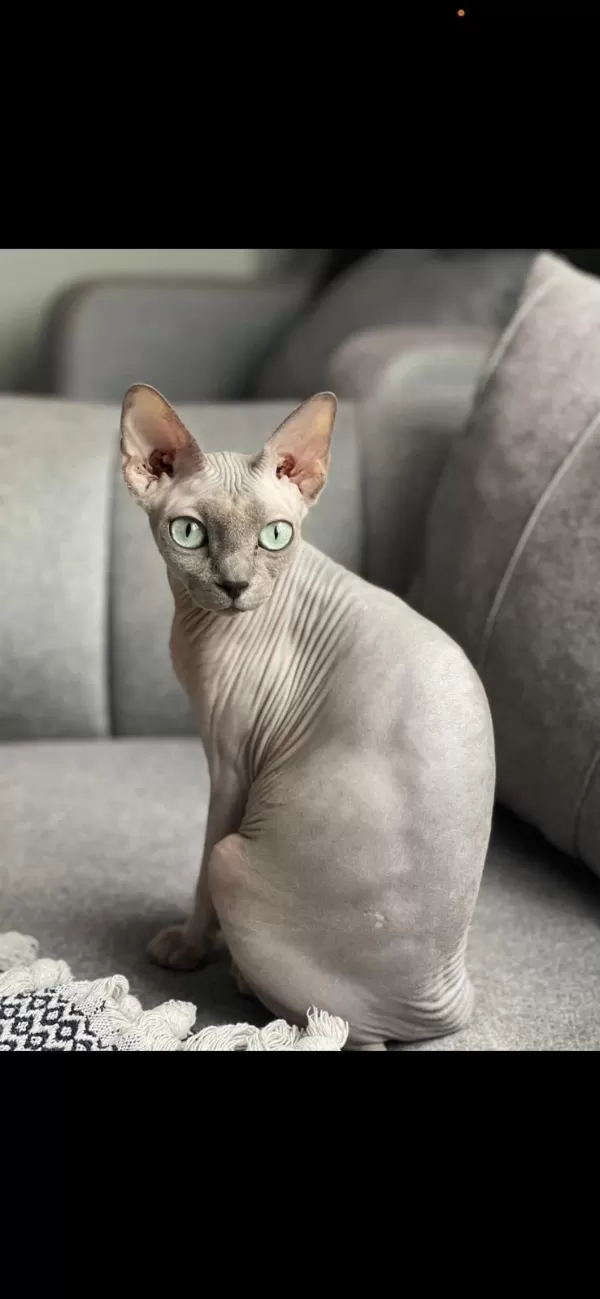 Ücretsiz Dişi Sphynx