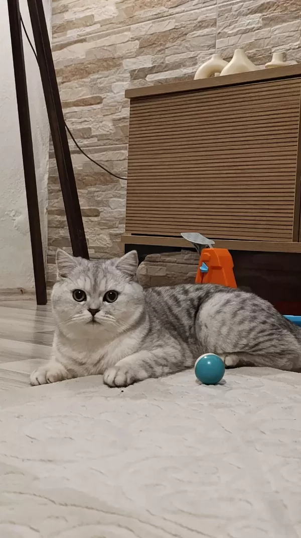 British Shorthair Kızımız
