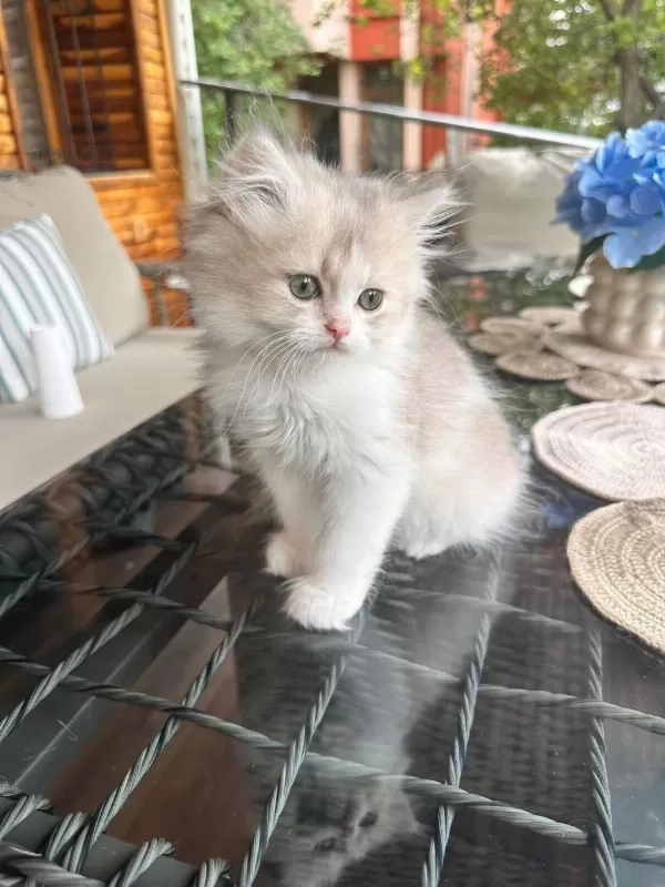 Golden Bicolor British Longhair Bebekler