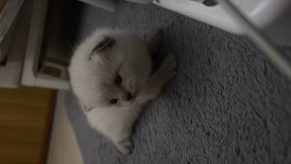 1.5 Aylık Yavru British Ve Scottish Fold Yavrular
