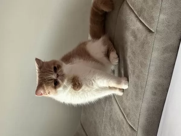 Exotic Shorthair Dişi 3 Yaşinda
