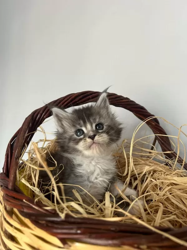 Safkan Full Şecereli Maine Coon Bebekler
