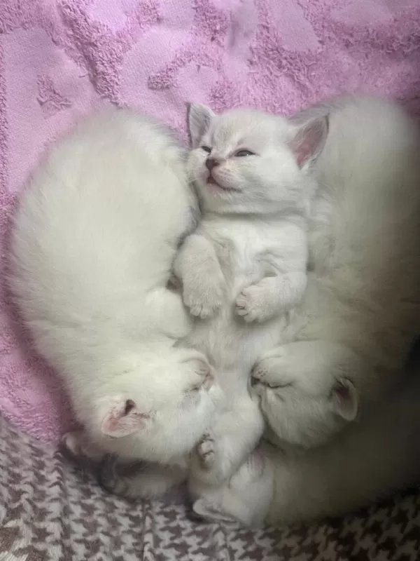 British Shorthair Yavrular Yuva Bekliyor