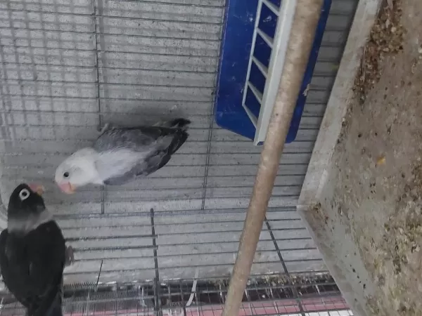 Dişi Cennet Papağanlar