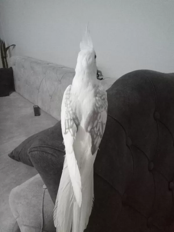 Full Evcil Sultan Yavrular