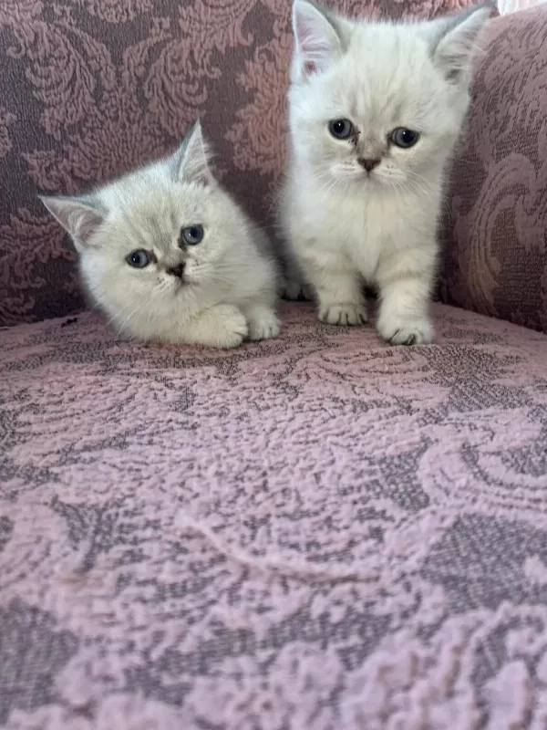 British Shorthair Blue Point
