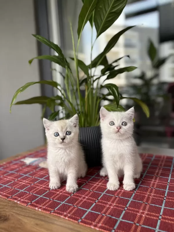 Ev Ortaminda Büyüyen British Shorthair Yavrular