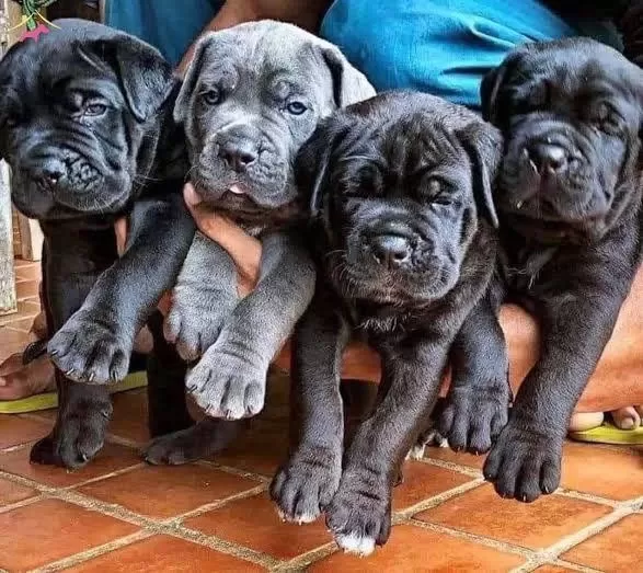 Ruhsatlı Köpek Çifliğinden Cane Corso Yavrular A Scrli