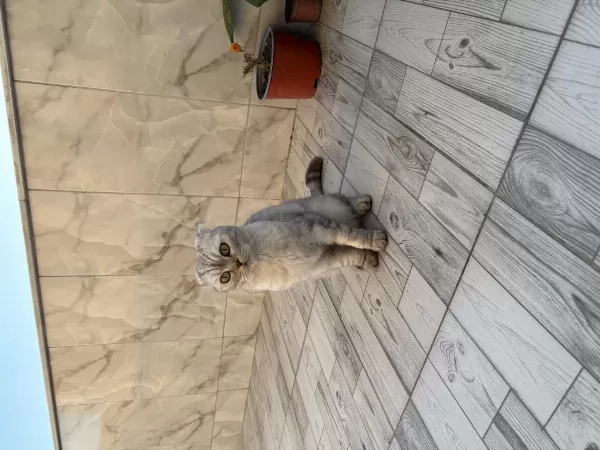 Akilli Kizimiz Çok Tatli Sevecen Kedimiz