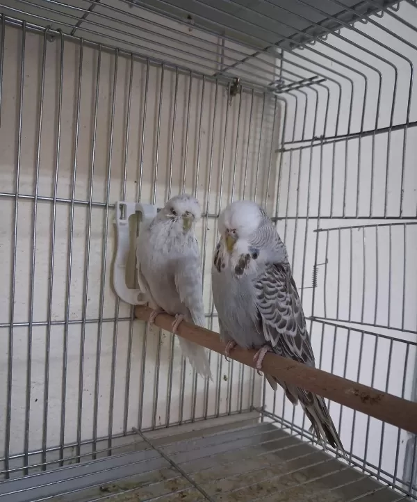 Dişi Show Jumbo Muhabbet Kuşları