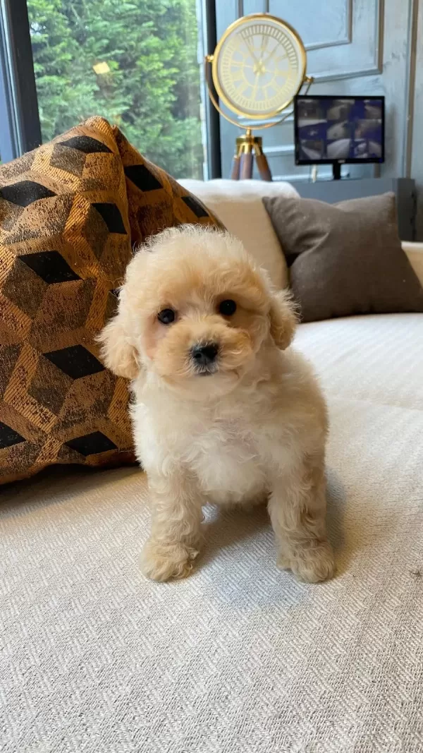 Zeki Ve Tüy Dökmeyen Karakteriyle Maltipoo Yavruları