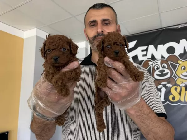 Türkiyenin En Güzl Toy Podle Yavrulr Wc Eğitimli Ank