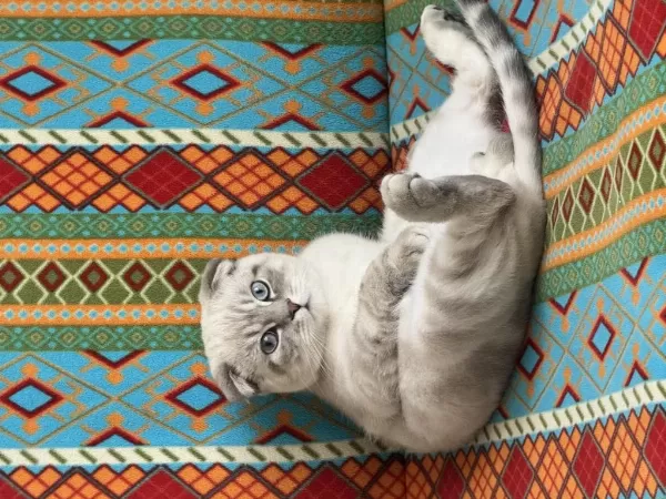 Aşıları Tam Çipli 9 Aylık Erkek Scottish Fold