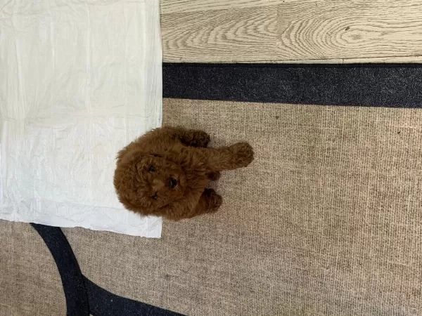 Poodle Sahiplenmek 3 Aylık