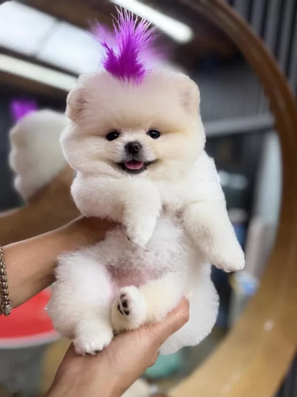 Orjinal Pomeranian Boo Ayı Surat