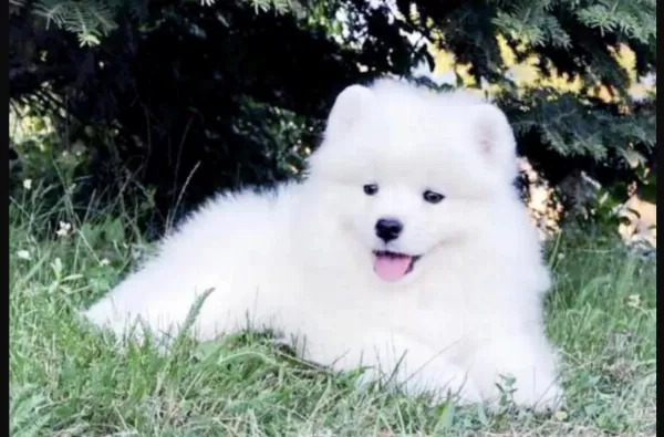 Harika Samoyed Saf İrk