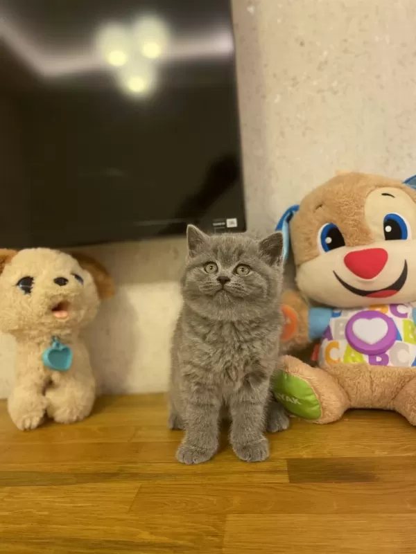 Bursanin En Seçkin British Shorthair Yavrulari