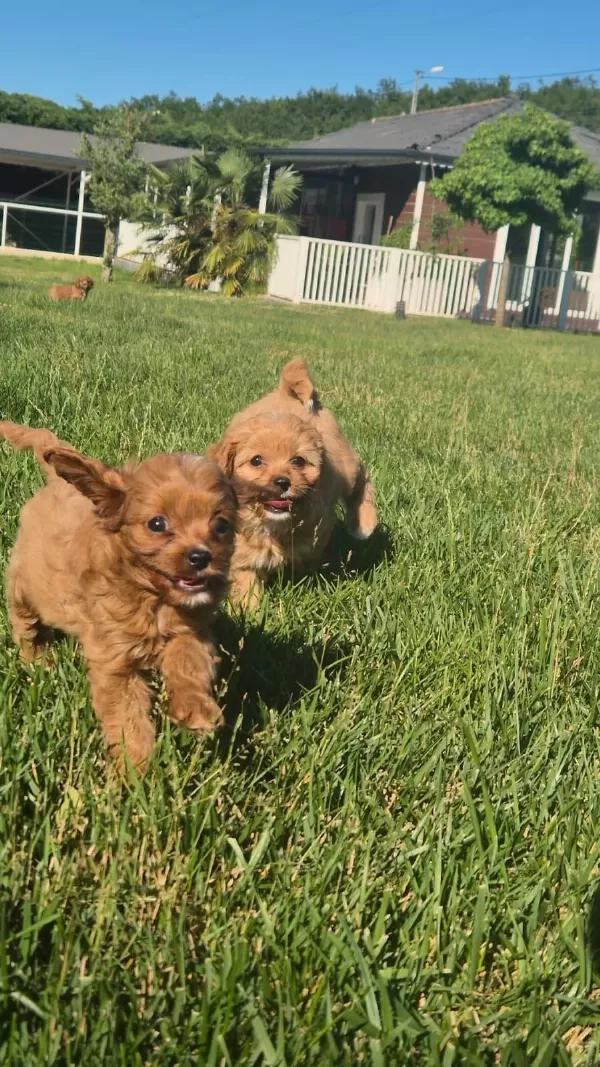 Teddy Surat Kore Kan Maltipoo Yavrularımız