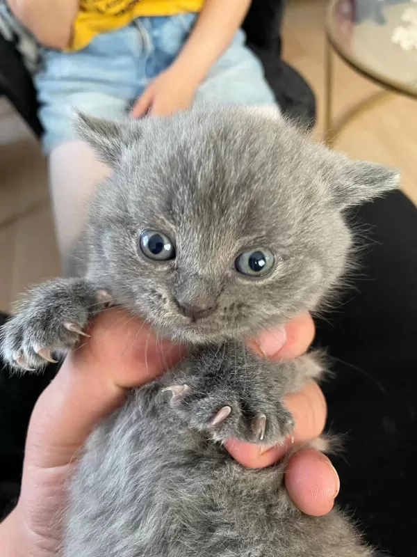 Scottish Fold Ve Straight