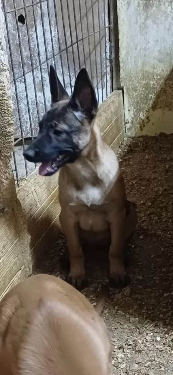 Sağlık Ve İrk Garantili Aşılı Malinoisler