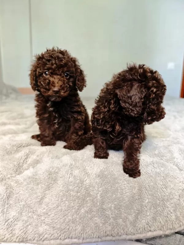 Çikolatali Toy Poodle Bebekler